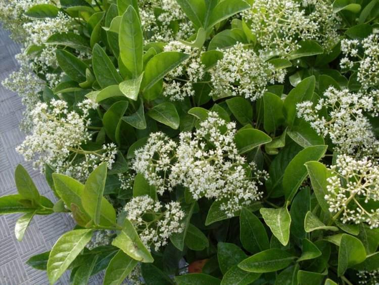 Sweet Viburnum shrub in full bloom with clusters of fragrant white flowers.