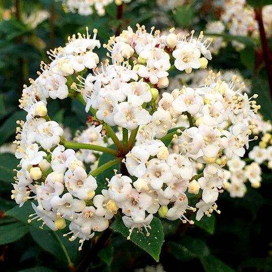 Viburnum Tinus (Laurel Leaf Viburnum)