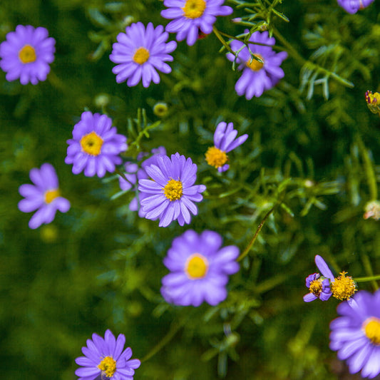 Brachyscome Multifida (Cut-Leaf Daisy)