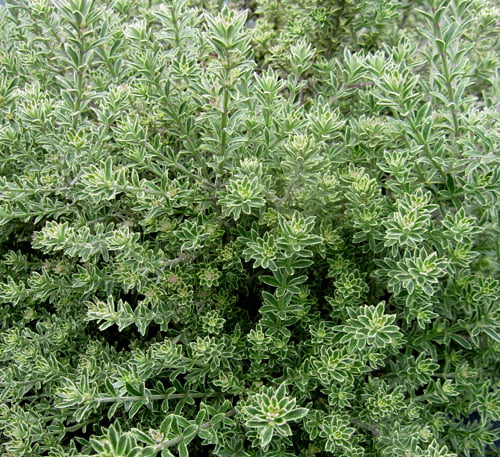 Westringea Fruticosa 'Smokie' (Smokie Westringea)