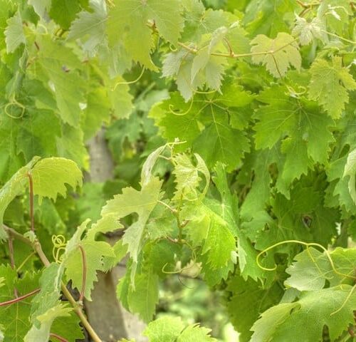 Close-up of lush leaves of Vitis Vinifera (Ornamental Grape) in summer.