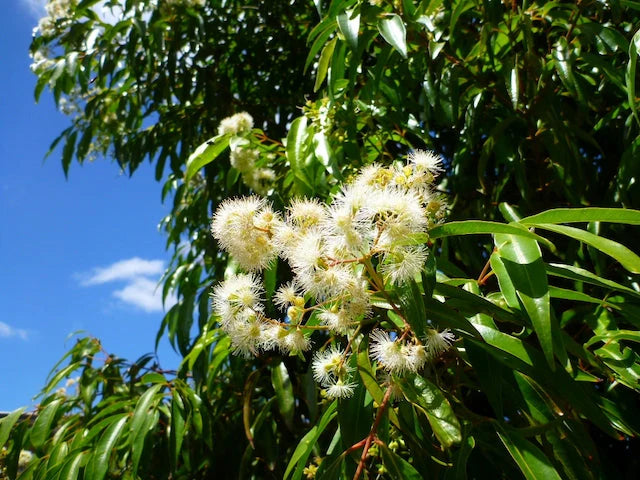 Weeping Lilly Pilly tree adding elegance to an Australian landscape.