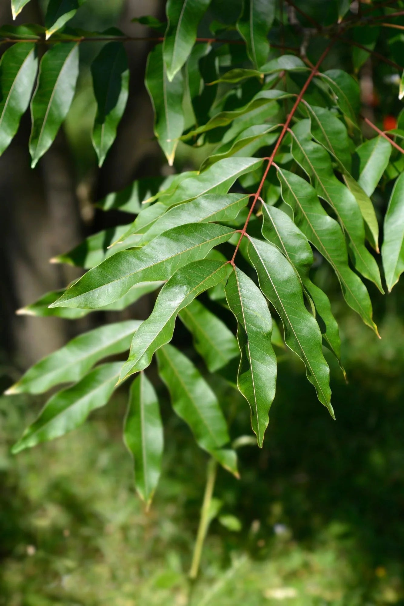 Close-up of Waterhousia (Weeping Lilly Pilly) with lush, glossy leaves.