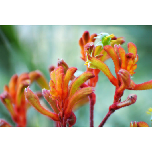 Anigozanthos Orange (Kangaroo Paw Orange)