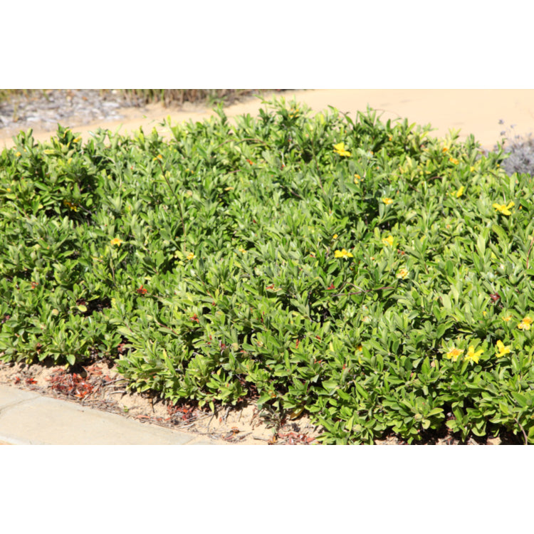 Hibbertia Scandens (Snake Vine)