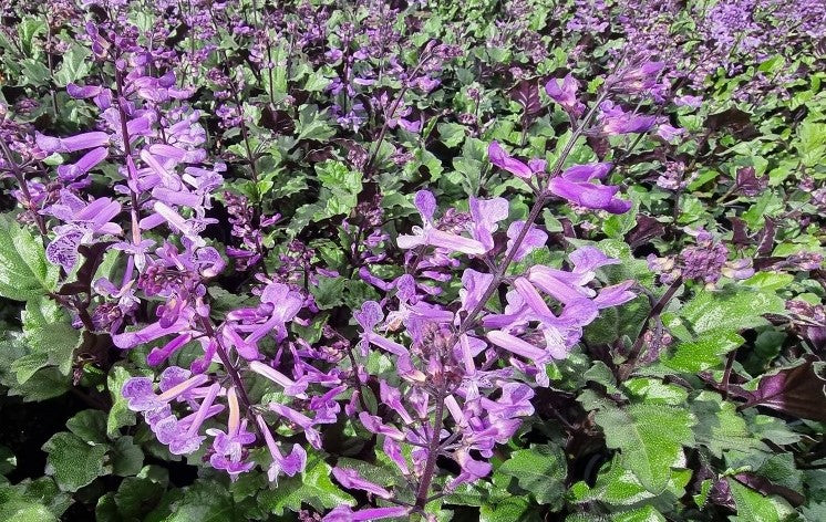 Plectranthus Saccatus Purple (Purple Spur Flower)