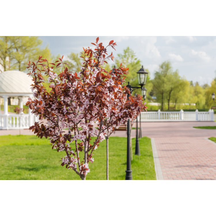 Pyrus Communis 'Nigra' Fastigiata (Fastigiate Pear)