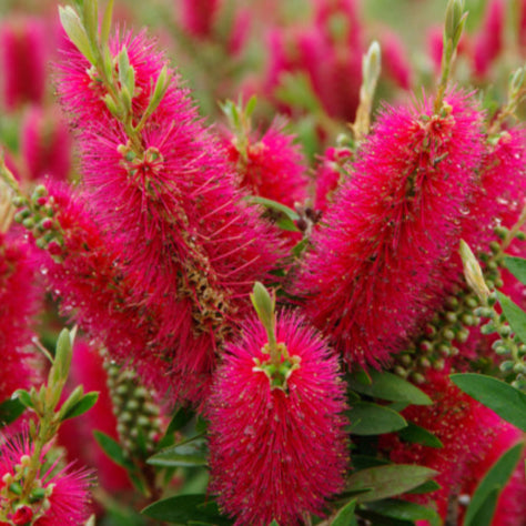 Callistemon 'Western Glory' (Bottlebrush 'Western Glory')