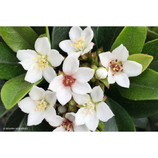 Close-up of Rhaphiolepis Snow Maiden displaying white flowers and glossy green leaves.