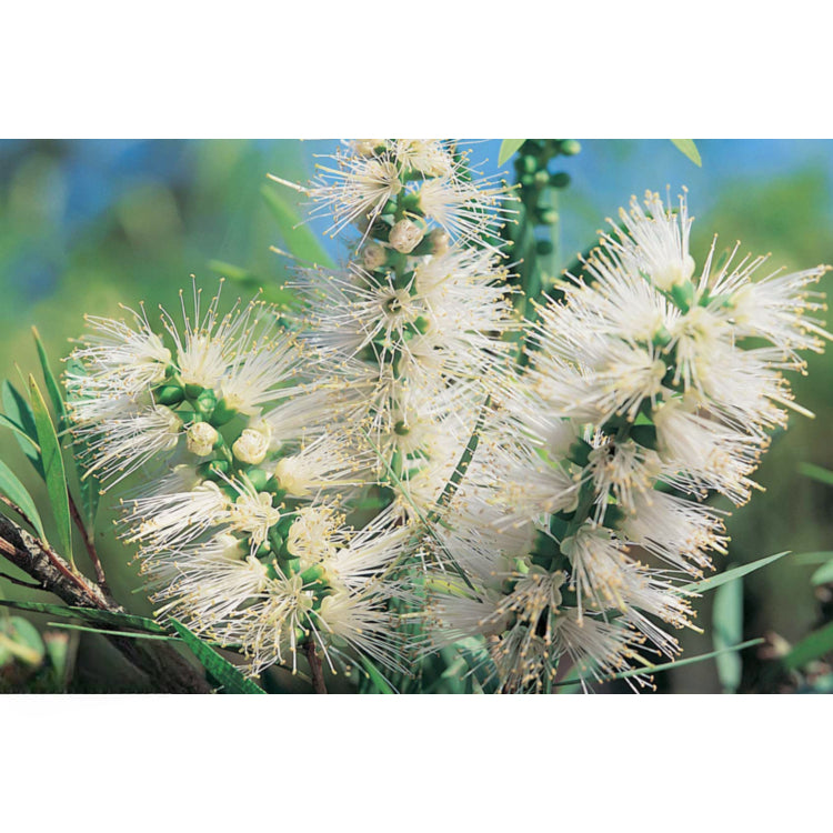 Callistemon Wilderness White (Wilderness White Bottlebrush)