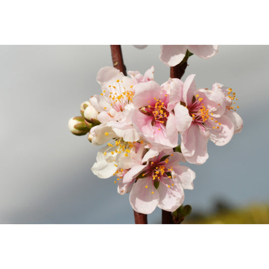 Prunus Elvins (Elvins Cherry)