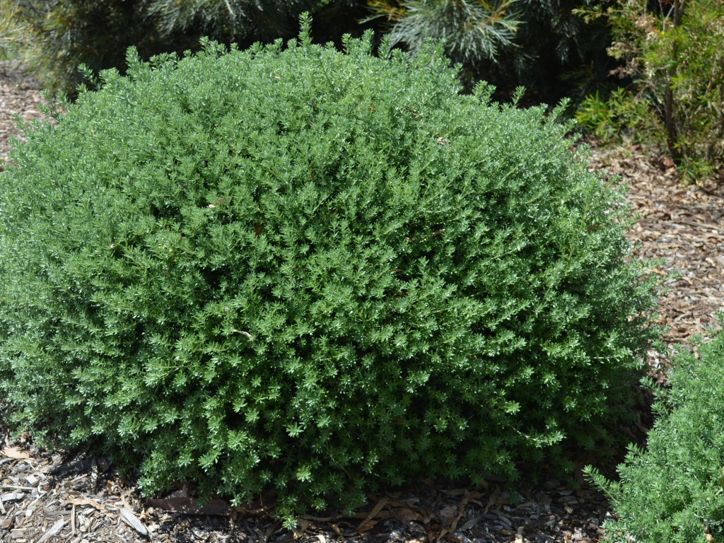 Hardy Westringia Fruticosa used as a coastal hedge in an Australian garden.