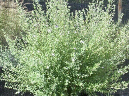 Westringea 'Jervis Gem' (Coastal Rosemary)