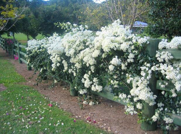 Bougainvillea Glabra (White Cascade)