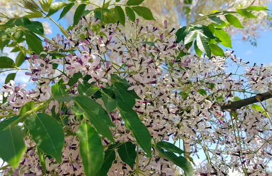 Close-up of Melia Azedarach (White Cedar) with lush green leaves and clusters of purple and white fragrant flowers.