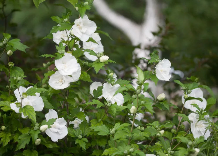 Hibiscus Syriacus 'Double White' (Rose of Sharon Double White)