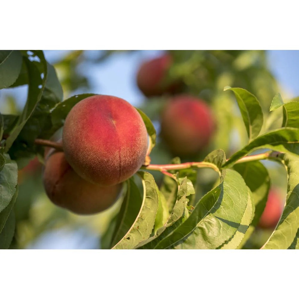 Prunus Persica (Peach White Gold)