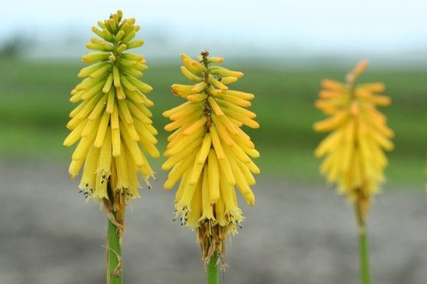 Kniphofia uvaria (Candlelight)