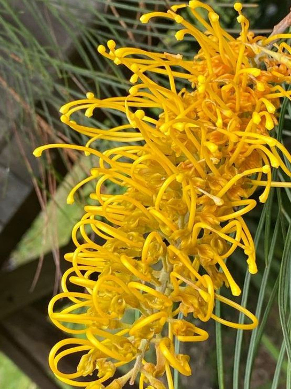 Grevillea 'Yamba Sunshine'