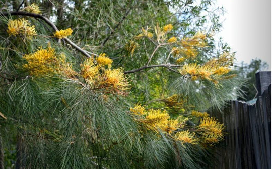 Grevillea 'Yamba Sunshine'