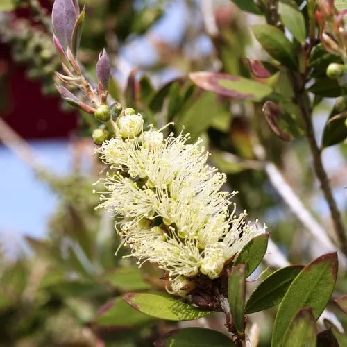 Callistemon Pallidus (Silver Cloud)