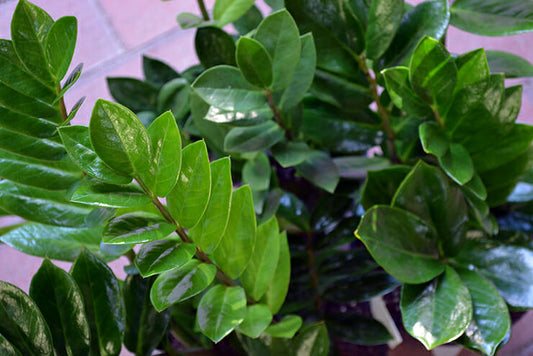 Zamioculcas zamiifolia (Zanzibar Gem)