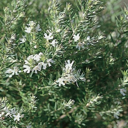 Close-up of Westringia Fruticosa's dense, grey-green foliage.